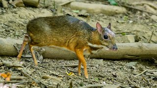 Mouse Deer Smallest Hoofed Mammal [upl. by Quitt]