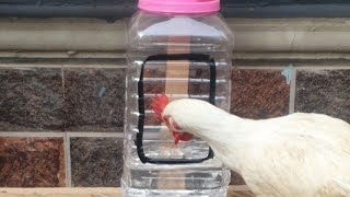 How To Make Drinker For Chickens With Waste Plastic Material Without Spending Money [upl. by Sandstrom]