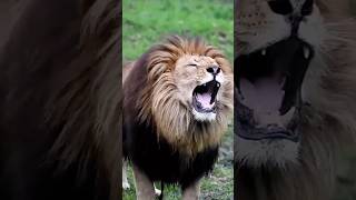 Abhi to bol raha tha ki mai Savaser hu ￼😂 shorts funny funnyvideo lion [upl. by Lledniw189]