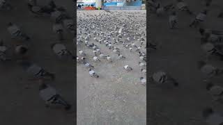 Kabooter hi kabooters by NA pigeons makkah feeding fyp fypage fypシ゚viral shorts shortsviral [upl. by Worden548]