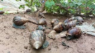 Snail cone outside a [upl. by Rowley863]