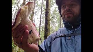 Shrimp Russula Russula xerampelina Identification [upl. by Myra]