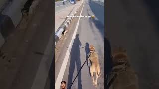 Kamjor dil wale na dekhe 😁funny dog shorts pets short [upl. by Lauzon]