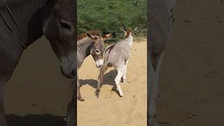 Donkeys nuchal village youtubeshorts ytshorts shortsyoutube [upl. by Oirobil159]