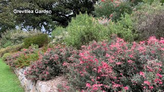 Grevillea Garden [upl. by Idner143]