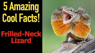 5 Fascinating Facts About Frilled Neck Lizards [upl. by Henarat938]