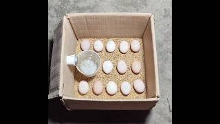 Stages of hatching chicken eggs [upl. by Tdnarb]