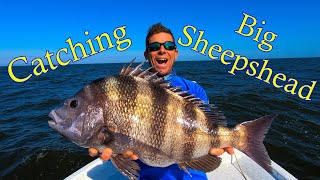 How to Catch lots of Big Sheepshead Pro Tips and Tricks [upl. by Nabala]