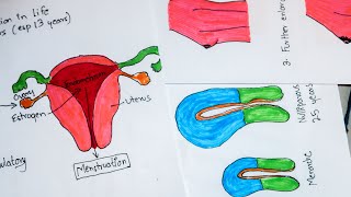 Puberty Physiology Changes during puberty and Tanner stage Visual learning with Mnemonic [upl. by Oralia897]