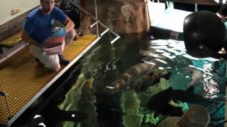 Arapaima Feeding at the Tennessee Aquarium [upl. by Bussey]