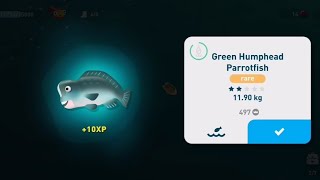 Creatured of the Deep  Green Humphead Parrotfish Guaranteed Location [upl. by Asim]