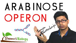 Arabinose operon [upl. by Il]