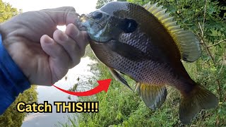 Catching TONS of BLUEGILL East of the Mississippi [upl. by Tiffie]