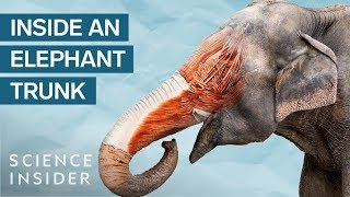 Whats Inside An Elephant Trunk [upl. by Ahseekat]