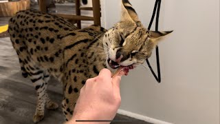 Serval eats Chicken Leg [upl. by Asyar]