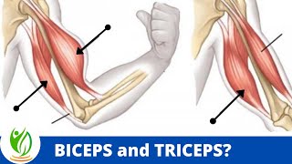 What’s the Difference Between Biceps and Triceps [upl. by Dimitri]