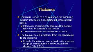 Introduction to Psychology The Hindbrain Midbrain Thalamus and Brainstem [upl. by Eicnahc]