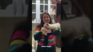 Cats Being Cats funnycats laughoutloud catvideos [upl. by England]