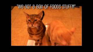 Raw Pet Feeding  Box of food arrives [upl. by Kannav]