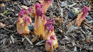 Bleeding Hearts Spring Preparation  March 3 [upl. by Maris]