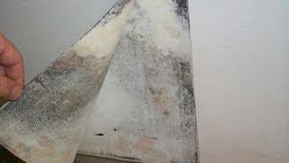 Hidden Mold in Homes amp Buildings [upl. by Kenna]