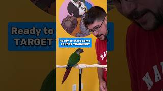 Green Cheek Conure Learned Target Training So Quickly parrot positivereinforcement training [upl. by Yrreg]