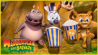 Aventuras en la ciudad 🌃  DreamWorks Madagascar en Español Latino [upl. by Herzberg147]