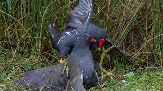 Moorhen Disagreement [upl. by Ellehcyt]