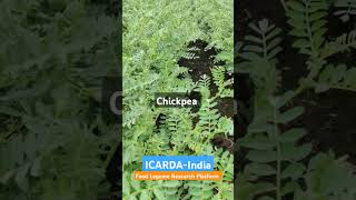 ICARDAIndiaFLRP Lentil Chickpea amp Grasspea [upl. by Oettam]