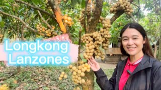 LONGKONG LANZONES [upl. by Leamhsi]