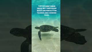 Turtles hold breath 7 HOURS amp detect MAGNETIC FIELD  pets animal nature funny turtles turtle [upl. by Asserac]