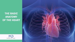 The Basic Anatomy of the Heart  mdmedicineofficial [upl. by Cavit648]