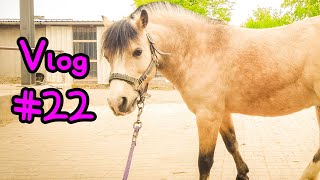 Vlog 22 🦄 Endlich wieder Reitstunden [upl. by Macmullin]