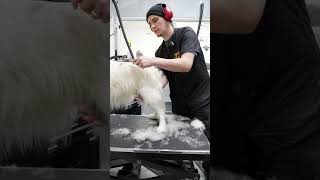 Using an undercoatdeshed rake doggroomingtips grooming [upl. by Nonnahs588]