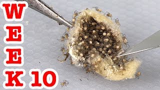 Redback Spiders Week 10 Spiderlings Are So Cute amp Deadly EDUCATIONAL VIDEO [upl. by Nnyla121]