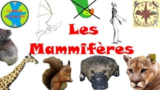 Les Mammifères Minute Naturaliste 3 [upl. by Eidnim]