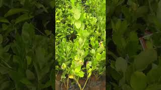 Seedless lemon Dm9037257028 LocNp liya garden malappuramCherukulamba [upl. by Lesley]