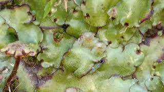 Marchantia  A genus of liverworts [upl. by Mya]