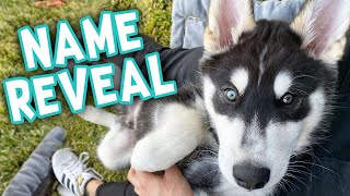 We Picked our Puppies New Name [upl. by Londoner]