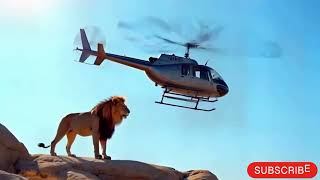 Lion Chases Away Helicopter in Epic Safari Showdown [upl. by Tortosa561]