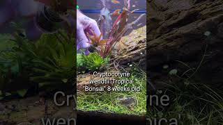 Cryptocoryne wendtii Tropica Bonsai shorts [upl. by Uot]