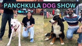 BIGGEST DOG SHOW IN HARYANA 2024  PANCHKULA DOG MARKET 2024 [upl. by Nosila]