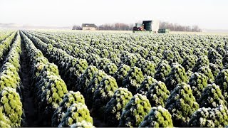 Awesome Kale Cultivation Technology  Kale Farm and Harvest  Kale Processing Factory [upl. by Irac]