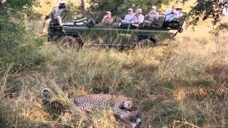 Auf Safari im KrügerNationalpark [upl. by Daht]