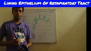 Respiratory tractLining epithelium and pathway of air [upl. by Ecarg462]