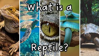 What is a Reptile Characteristics of a Reptile  Science for Kids  Animal Groups [upl. by Atirys521]