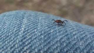 Female Blacklegged or Deer Tick Ixodidae Ixodes scapularis [upl. by Robison]