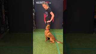 Dog training 101 Luring dogtraining malinois howto [upl. by Drofhsa23]