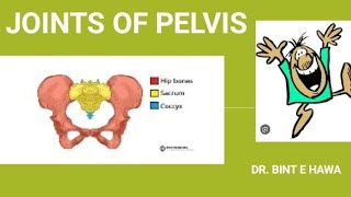 PELVIC JOINTS AND CLINICALS  GROSS ANATOMY ENDOCRINOLOGY MODULE [upl. by Ynney469]