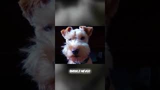 Living With the Lakeland Terrier  What Is It Like [upl. by Elak]